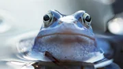 A frog