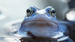 A frog