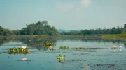 Der Tram Chim Nationalpark ist gerade einmal 76 Quadratkilometer groß, und einer der letzten ursprünglichen Flecken im riesigen Mekong Delta. Der Tram Chim Nationalpark ist gerade einmal 76 Quadratkilometer groß, und einer der letzten ursprünglichen Flecken im riesigen Mekong Delta.