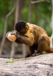Nur wenige Affenarten haben gelernt, Werkzeuge so geschickt einzusetzen wie die Kapuzineraffen Nur wenige Affenarten haben gelernt, Werkzeuge so geschickt einzusetzen wie die Kapuzineraffen