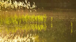 A lake