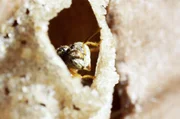 Stachellose Bienen: Mehrere Hundert Arten dieser Wildbienen sind mittlerweile bekannt, und viele von ihnen sind für die Honiggewinnung geeignet. Stachellose Bienen: Mehrere Hundert Arten dieser Wildbienen sind mittlerweile bekannt, und viele von ihnen sind für die Honiggewinnung geeignet.