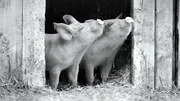 Zwei Ferkel schnuppern frische Landluft