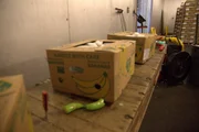 Kisten mit Bananen liegen auf einem Inspektionstisch und warten darauf, in Philadelphia auf Schmuggelware untersucht zu werden. (National Geographic for Disney)