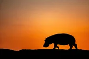 Die eindrucksvolle Silhouette eines Hippos bei Sonnenaufgang am Luangwa in Sambia.