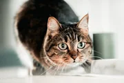 Katze Katze