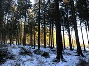 Germany - Snow on the ground in Huertgen Forest.