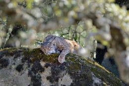 Iberischer Luchs