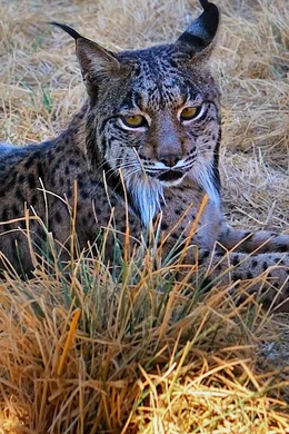 Iberischer Luchs  +++ Die Verwendung des sendungsbezogenen Materials ist nur mit dem Hinweis und Verlinkung auf RTL+ gestattet. +++