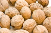 Die Frucht der Walnuss kennt jedes Kind - spätestens an Weihnachten ist sie allgegenwärtig. Die Walnuss ist aber auch ein gesundes Nahrungsmittel.