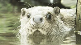 An otter