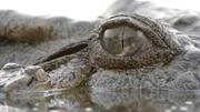Siam-Krokodile Mutter mit Baby. Siam-Krokodile Mutter mit Baby.