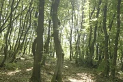 Ein lichter Wald mit mehrst&auml;mmigen B&auml;umen und viel Sonnenlicht, das den Waldboden erreicht: in einem Niederwald wachsen B&auml;ume, die schnell wieder Stockausschl&auml;ge bilden, wenn sie bis auf den Wurzelstock gef&auml;llt wurden.