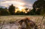 Im Herbst nutzen die Feldhamster auf dem Wiener Zentralfriedhof jede Gelegenheit, um sich genügend Vorräte für den Winter anzulegen.