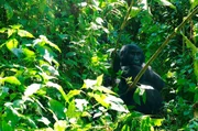 Gorilla-Mutter mit ihrem Baby
