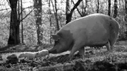 Gunda und ihre Ferkel durchk&auml;mmen den Bauernhof
