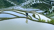 Reisterrassen in China