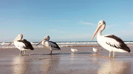 Pelicans