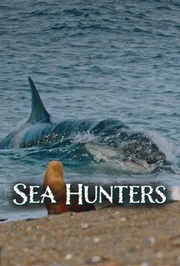 Seelöwen gegen Orcas