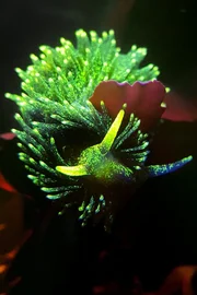 Die Breitwarzige Fadenschnecke ist eine Meeresnacktschnecke, die sogar im Dunkeln leuchtet. Die Breitwarzige Fadenschnecke ist eine Meeresnacktschnecke, die sogar im Dunkeln leuchtet.