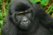 Für die Berg-Gorillas wurde ein großes Naturschutzgebiet eingerichtet.