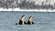 Orcas kommen im Winter in die Fjorde Nordnorwegens, um dort nach Heringen zu jagen. Die Schwertwale sind neugierige Tiere und schauen gern auch mal, was sich über Wasser tut. Orcas kommen im Winter in die Fjorde Nordnorwegens, um dort nach Heringen zu jagen. Die Schwertwale sind neugierige Tiere und schauen gern auch mal, was sich über Wasser tut.
