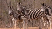 Zebras
