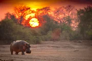 Bei Sonnenaufgang kehrt ein Hippo zum Fluss zurück, nachdem es die Nacht auf Futtersuche am Ufer verbracht hat.
