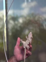 How do geckos defy gravity? A gecko demonstrating how they can defy gravity with Dr Robert Fisher observing.