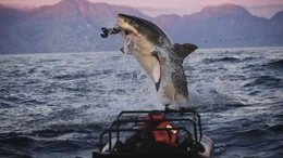 Watching the dynamics of a breach from underwater for the first time via a camera contraption Jeff dreamed up called the &ldquo;Seal Eye&rdquo;