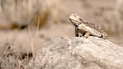 The Giant Horned Lizard resting on a rock. The Giant Horned Lizard resting on a rock.