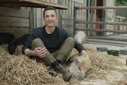 Saudoof, saufaul oder saudreckig - Schweine genießen nicht den besten Ruf! Ist da wirklich was dran? "PUR+"-Moderator Eric Mayer forscht im Schweinestall und auf der Weide nach.