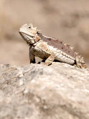 The Giant Horned Lizard resting on a rock.