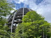 Baumei im Baumwipfelpfad im Nationalpark Lusen.