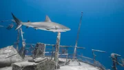 Carcharhinus amblyrhynchos Grauer Riffhai schwimmt entlang eines Wracks im blauen Ozean der Bahamas.