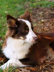 The Border Collie is a working and herding dog breed.