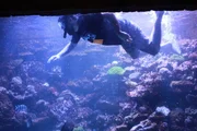 Antonio Ballatore swims with the fishes. Antonio Ballatore swims with the fishes.