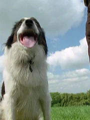 In order to find out more about the brain performance of wolves and dogs, the animal behavior expert is starting a direct comparison today. In order to find out more about the brain performance of wolves and dogs, the animal behavior expert is starting a direct comparison today.