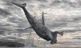 Great white shark breach.