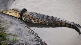 A giant crocodile whose neck is trapped in a small motorcycle tire.