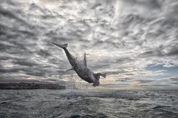 Great white shark breach.