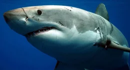 Great white shark, Guadalupe Island, Mexico.
