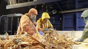 Titan Explorer deckhands sorting and measuring crab