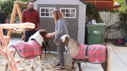 Host Antonio Ballatore watches Debbie Rettig and her miniature horses.