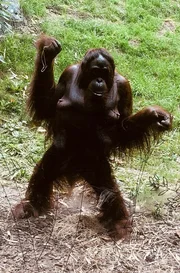Orang Utan Weibchen Tammy aus dem Allwetterzoo M&uuml;nster.