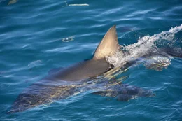 Shark fin out of water.