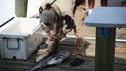 Ira Zuniga inspects fish.