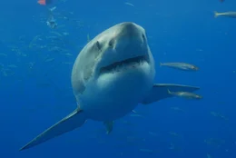 Great White shark. As seen on GREAT WHITE SHARK: UNCAGED.