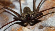 A large Whip Scorpion in the Cueva Del Viento of Guajataca Forest Reserve - Puerto Rico.