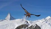 Steinadler vor Matterhorn Steinadler vor Matterhorn